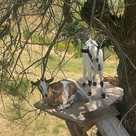 Certine Agriturismo Asciano Kültér fotó