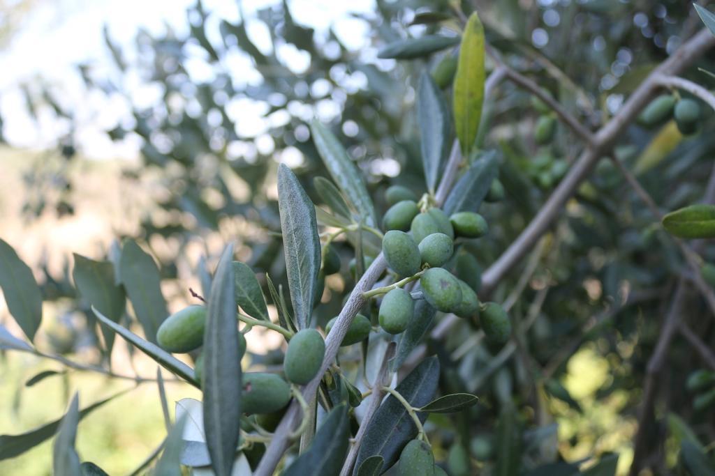 Certine Agriturismo Asciano Kültér fotó
