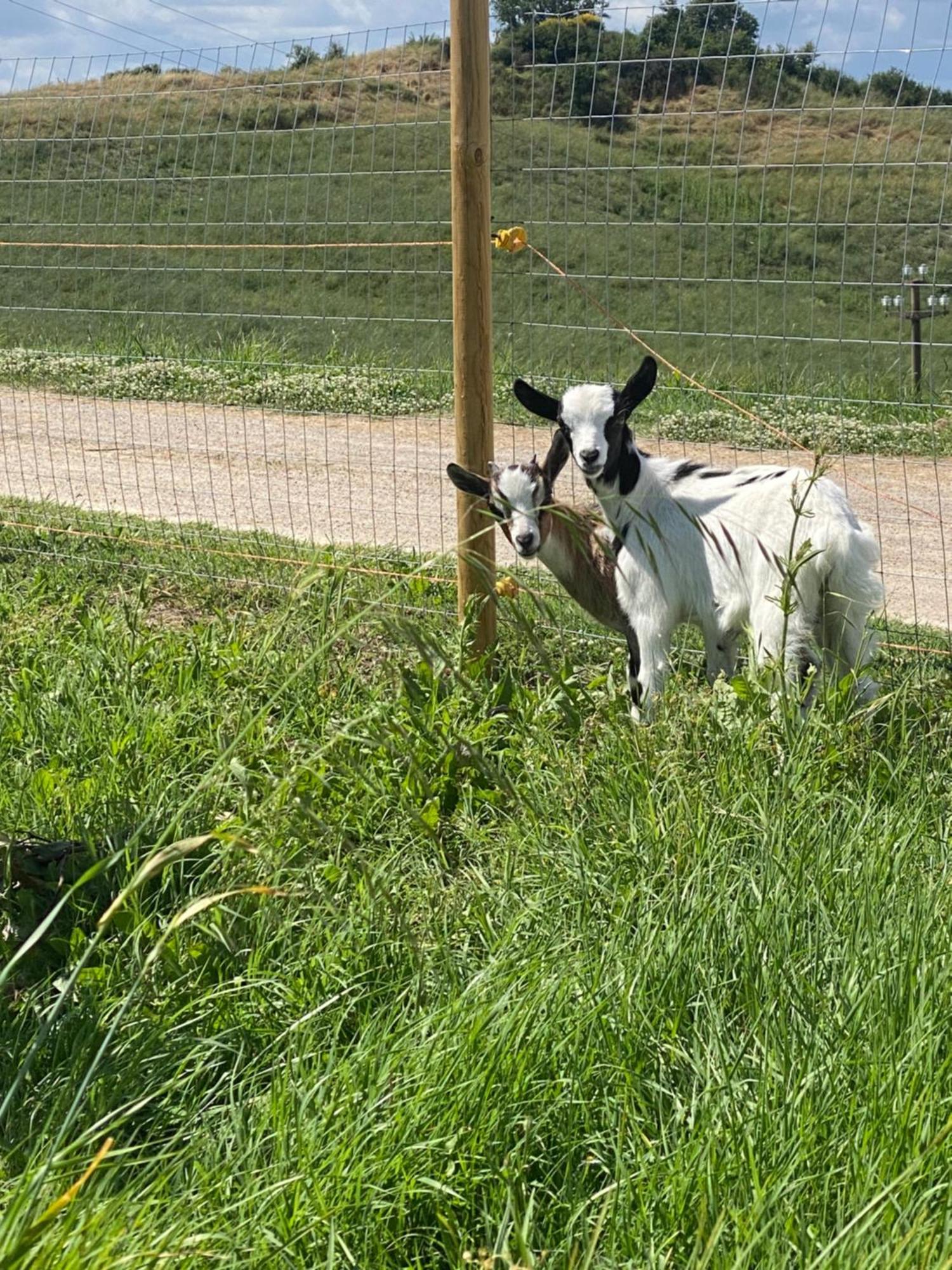 Certine Agriturismo Asciano Kültér fotó