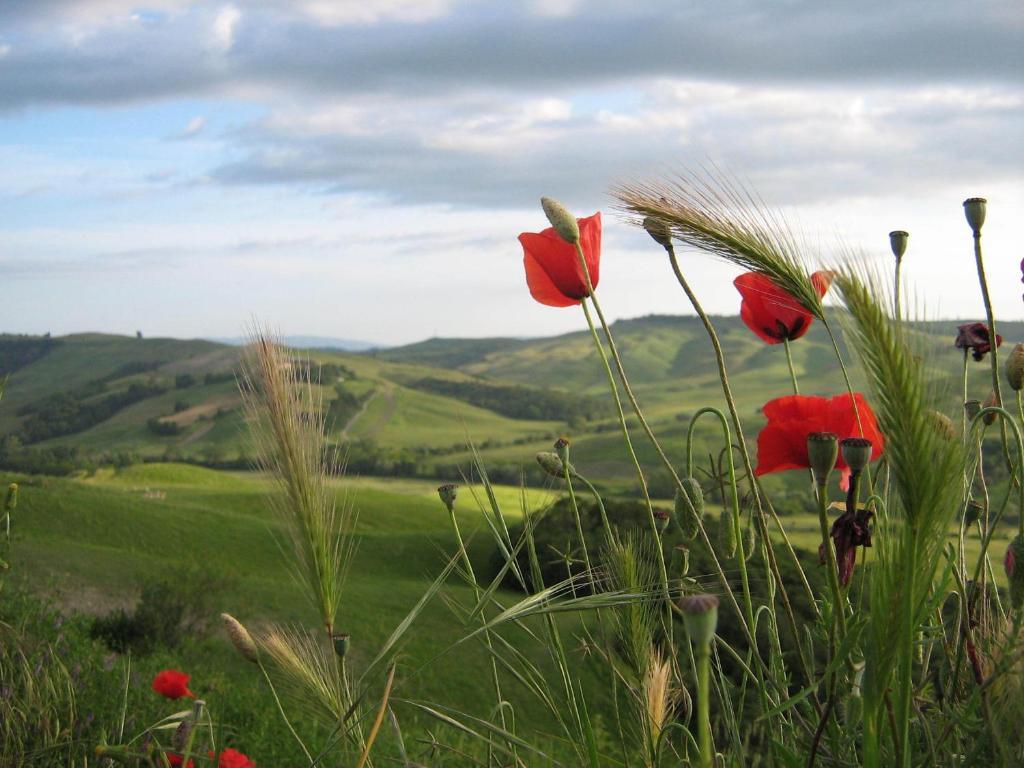 Certine Agriturismo Asciano Kültér fotó